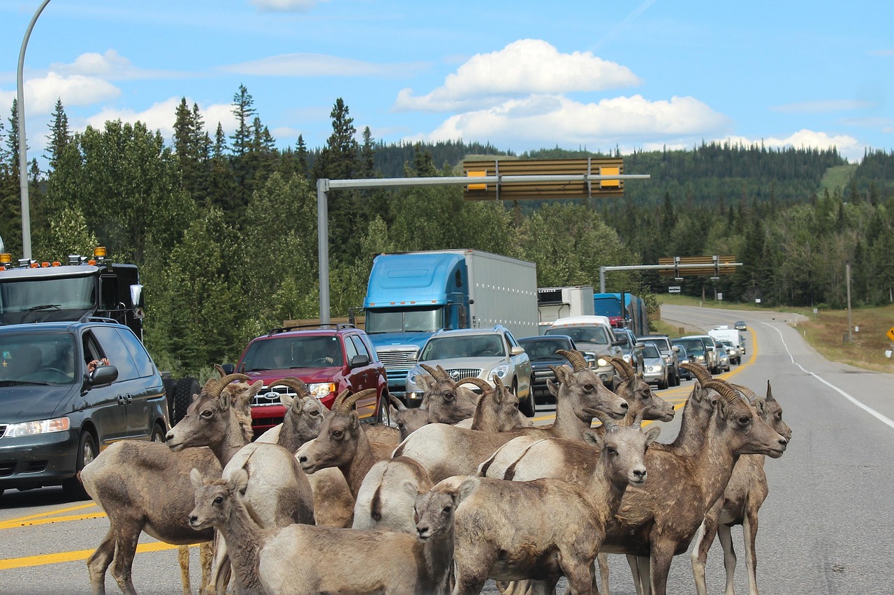 Scenic view of Banff National Park