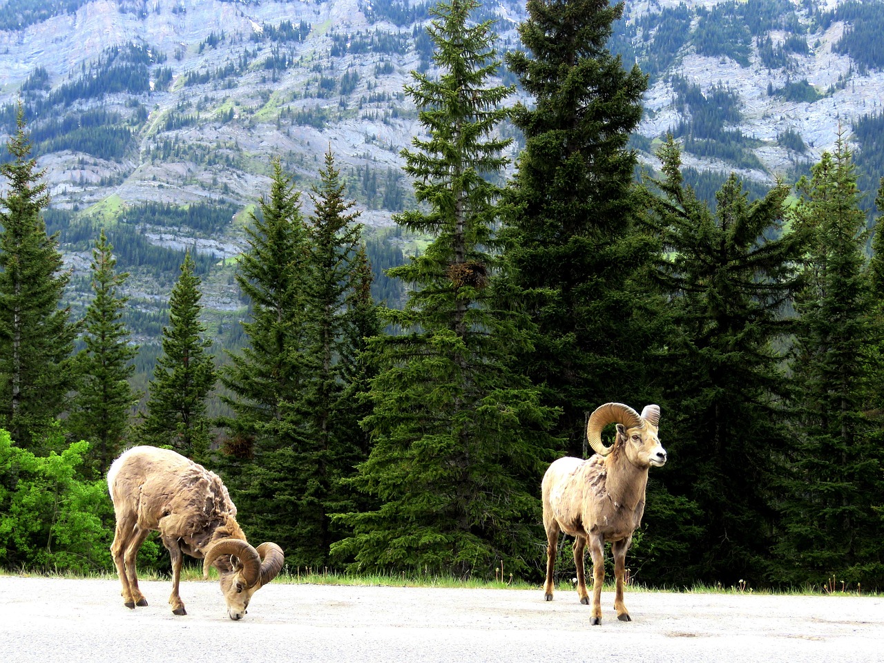 Elk grazing in the wild