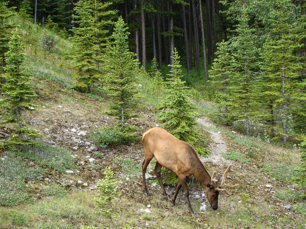 Birdwatching in the Canadian Rockies